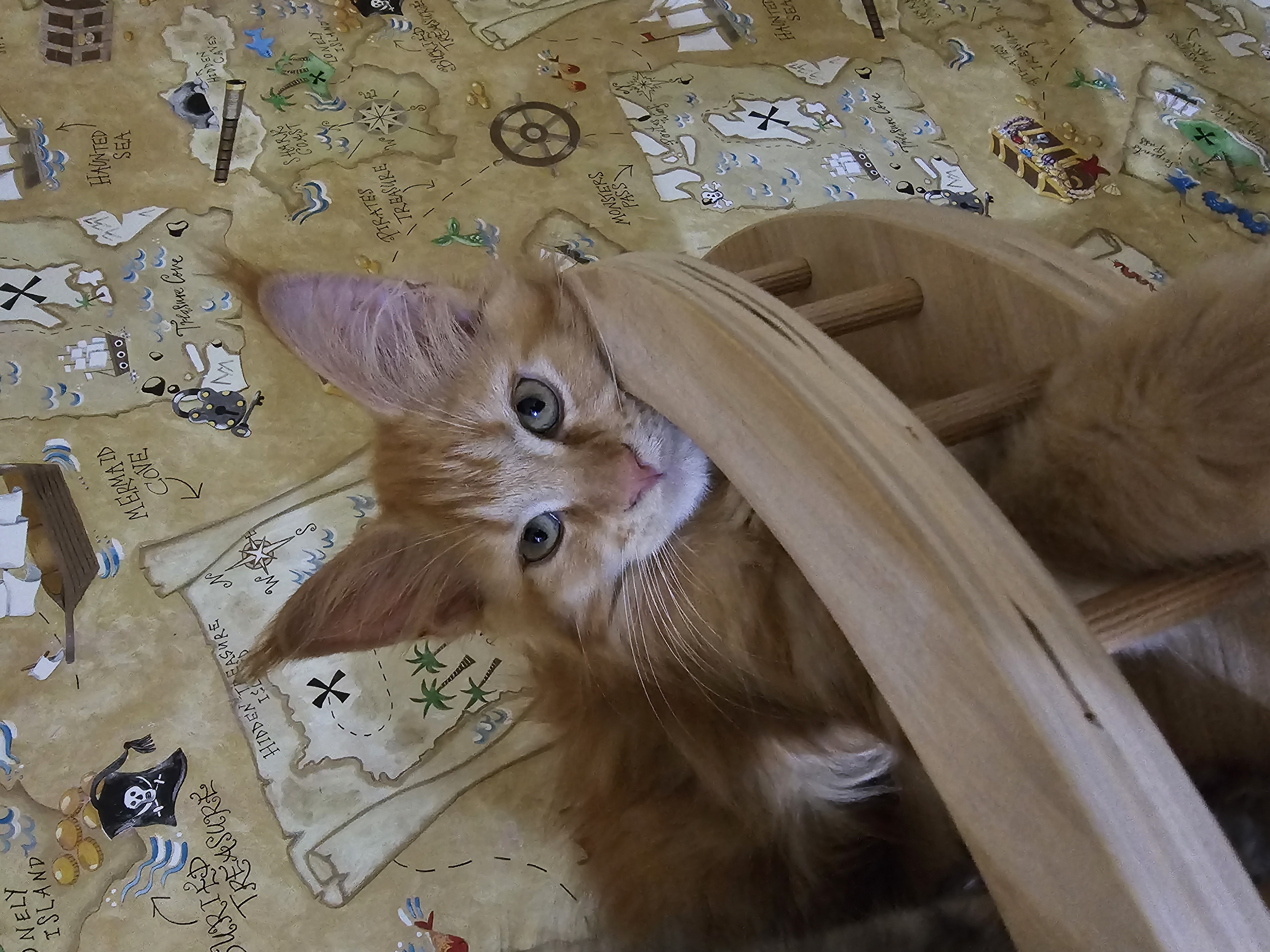 缅因猫 红虎妹妹